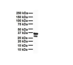 TFB1M Rabbit anti-Human, Polyclonal, Novus Biologicals:Antibodies:Primary